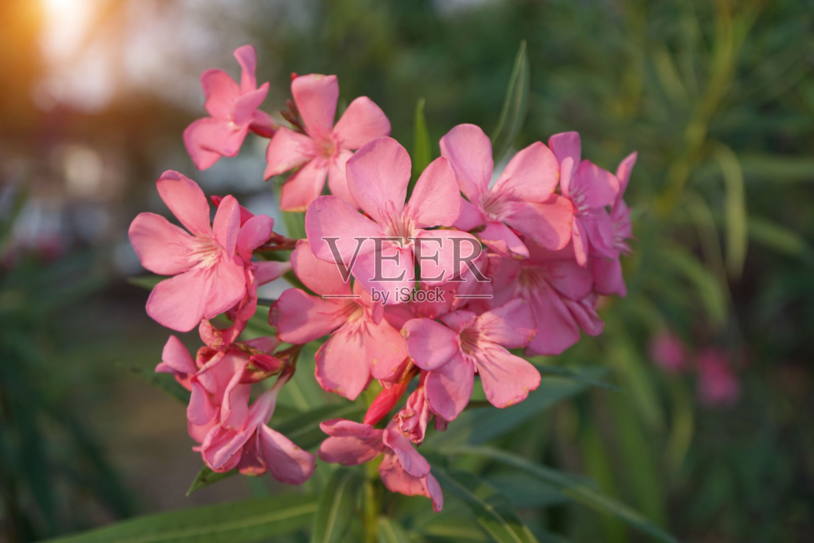 美丽的夹竹桃花模糊的背景。照片摄影图片