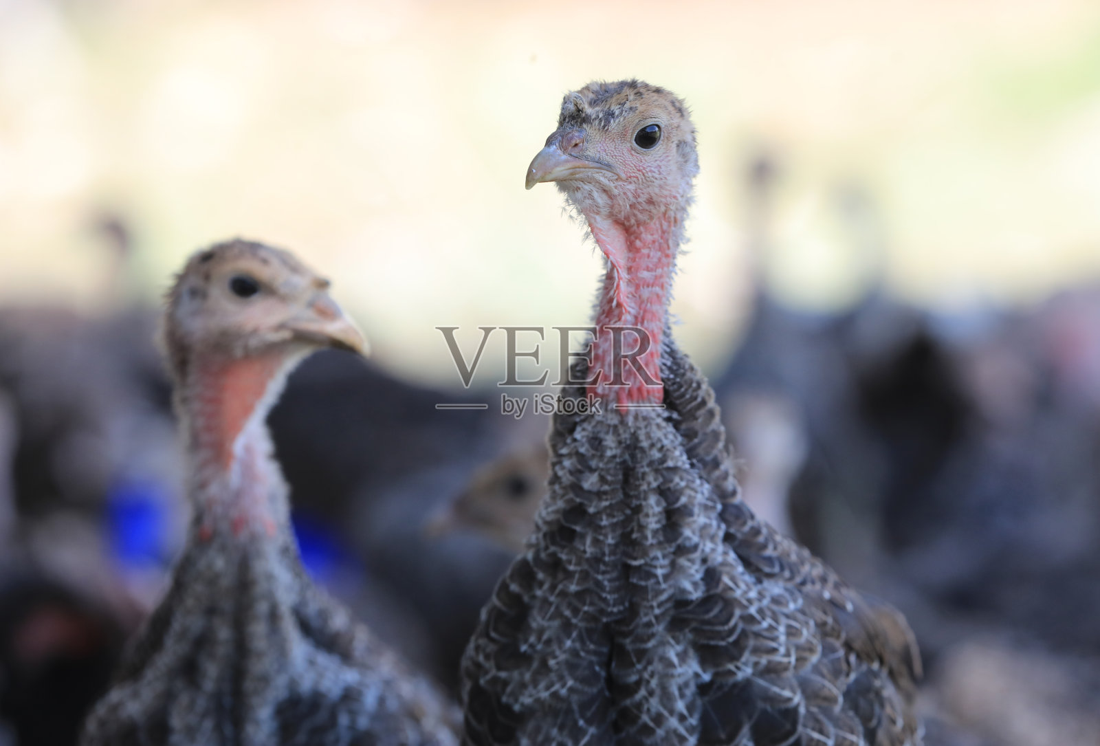 Hindiler照片摄影图片