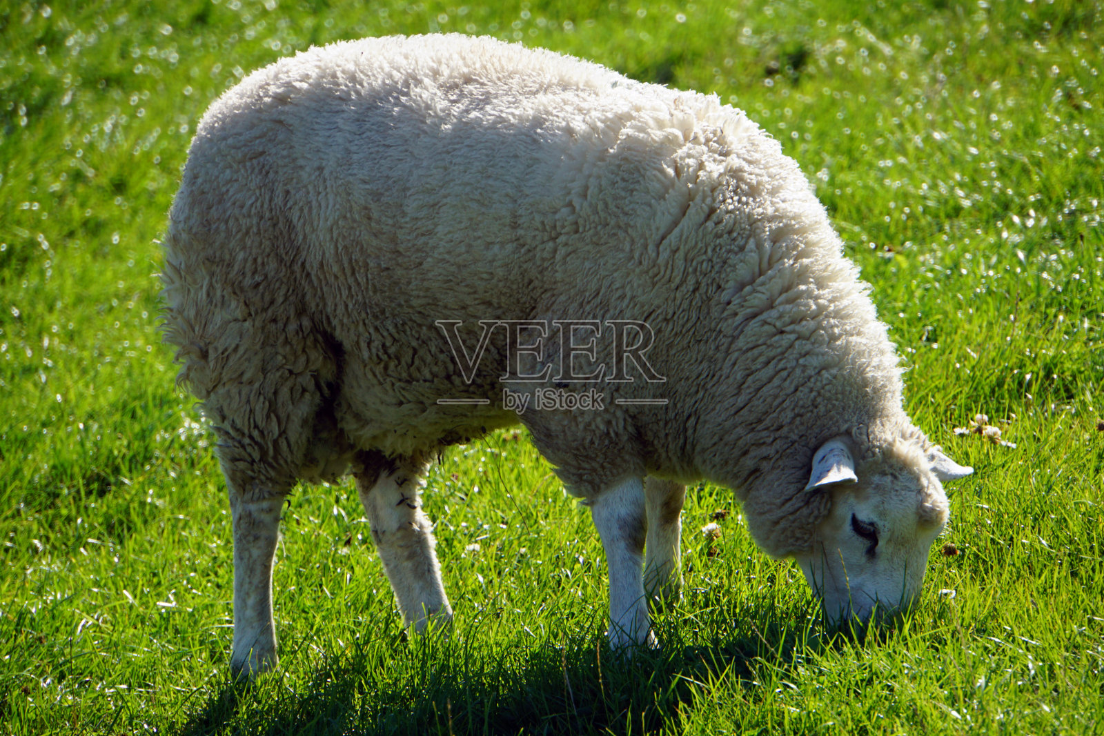 动物照片摄影图片