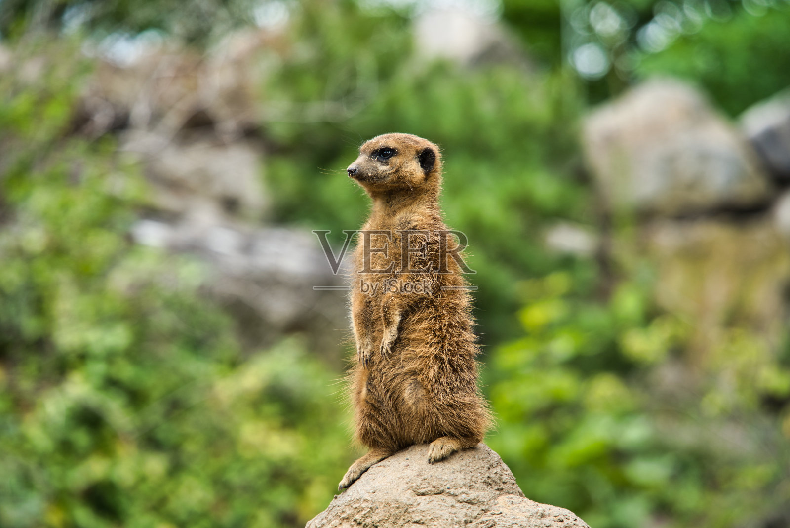 动物照片摄影图片