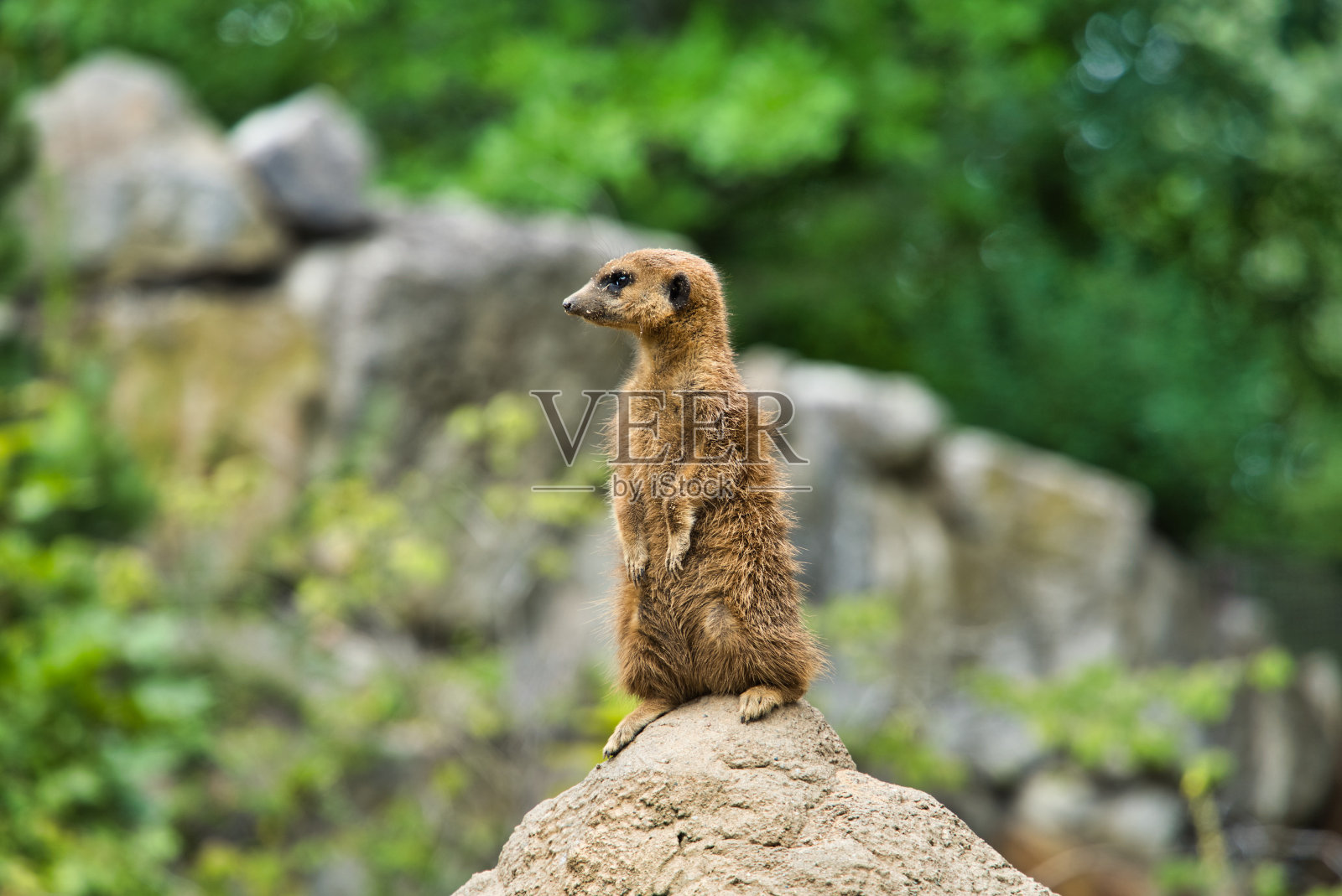 动物照片摄影图片