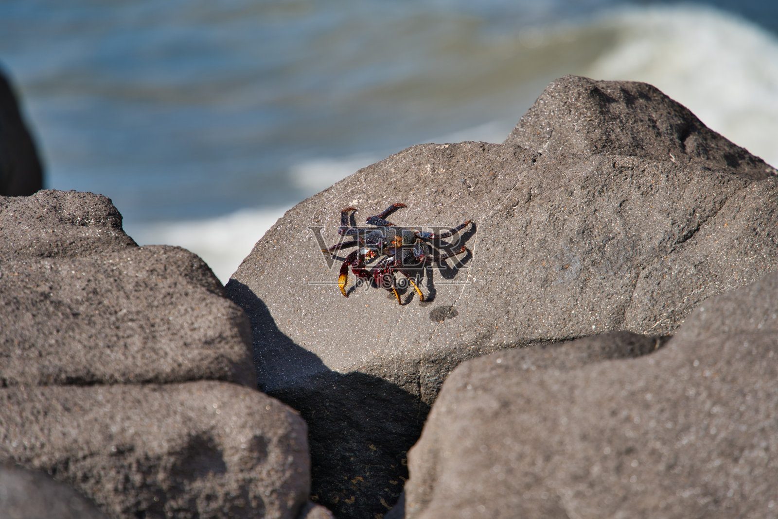 动物照片摄影图片