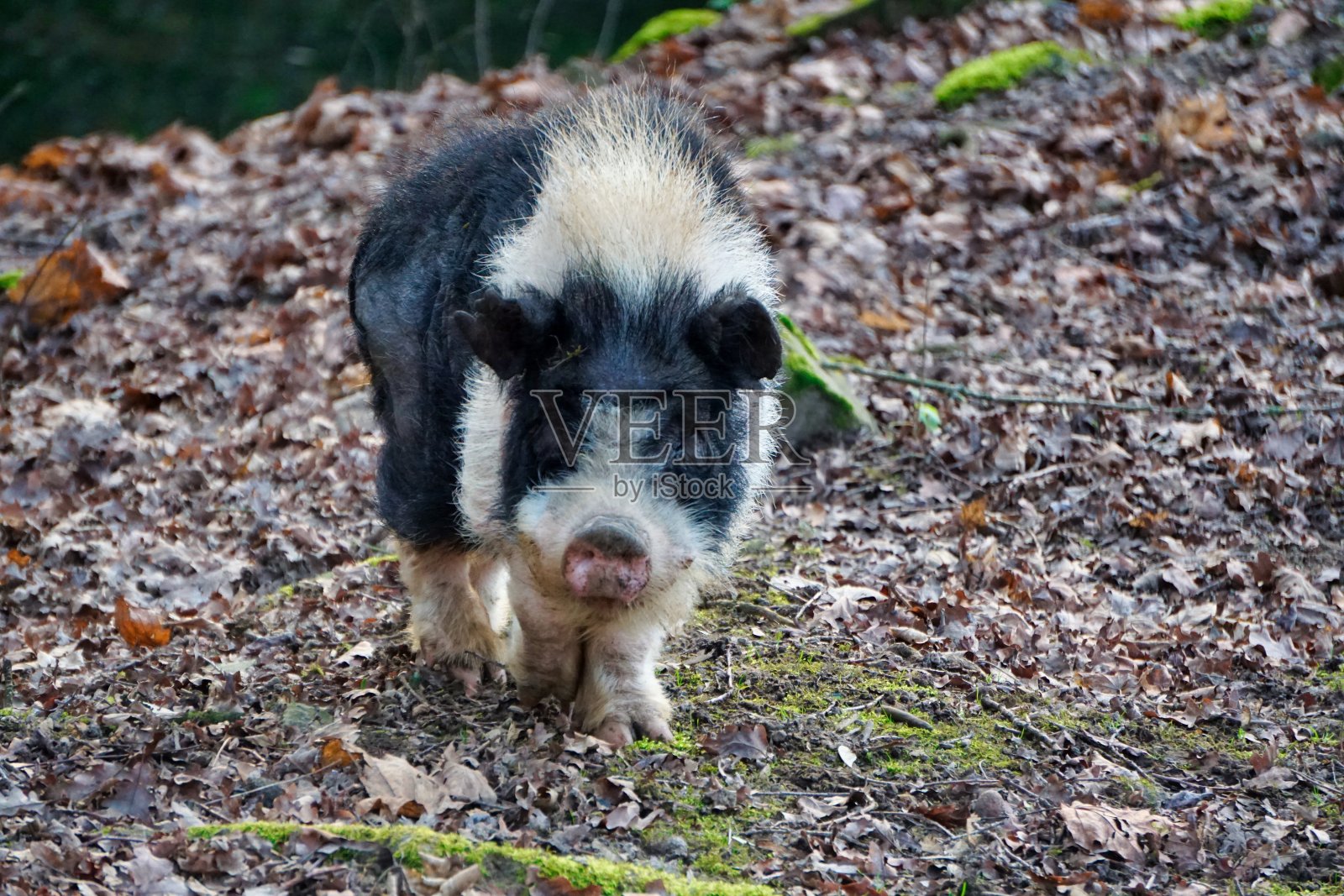 动物照片摄影图片