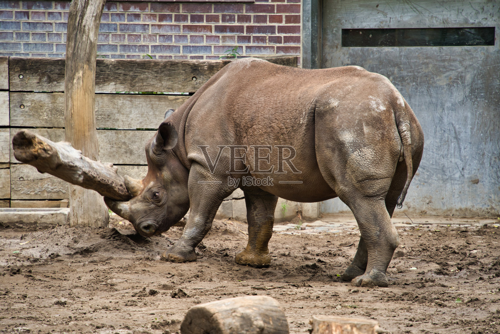 动物照片摄影图片