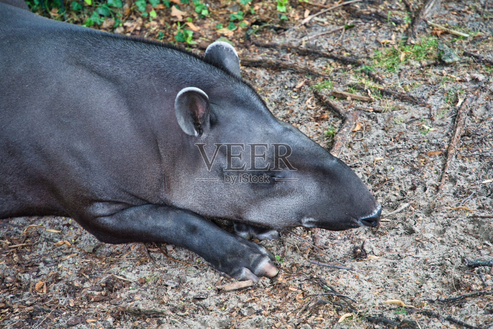 动物照片摄影图片
