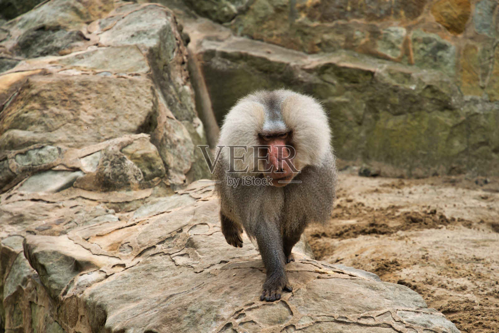 动物照片摄影图片