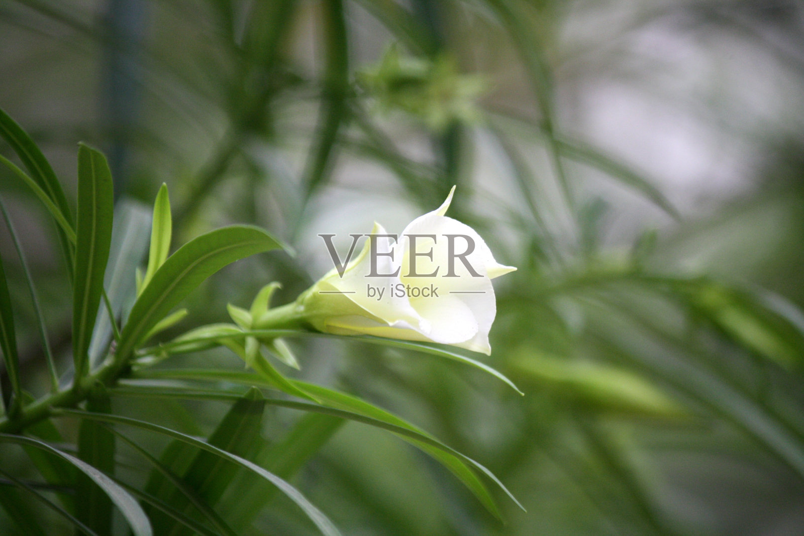 绿色树叶中的白夹竹桃花(Cascabela Thevetia)(桑吉夫·舒克拉摄)照片摄影图片