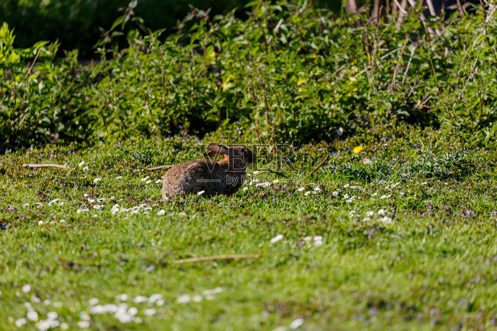 兔子在城市的草地上照片摄影图片