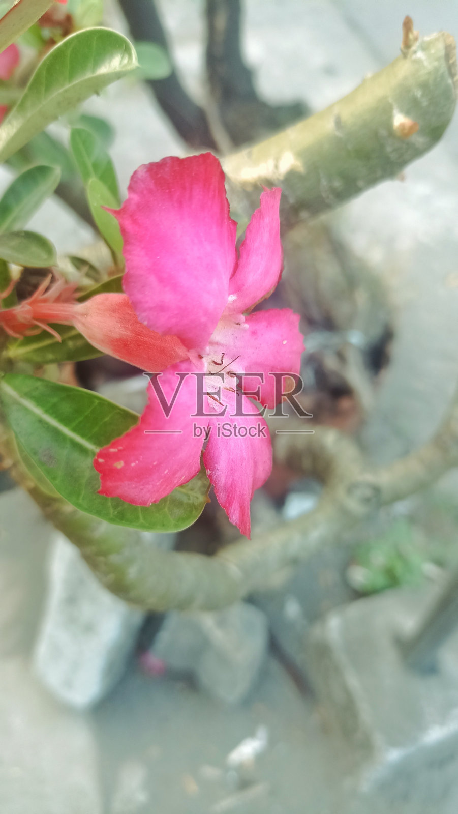 花和绿叶。花在绿叶上开花(特写)，花很漂亮，是一种容易种植的植物。在获得“沙漠玫瑰”的绰号之前，它对干旱条件具有很强的抵抗力照片摄影图片