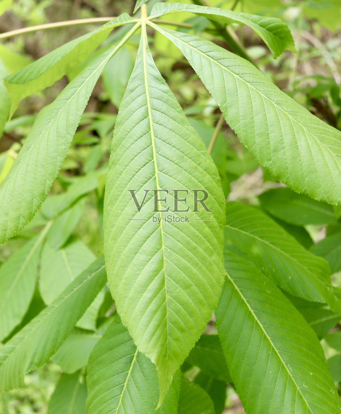 春天的绿叶照片摄影图片