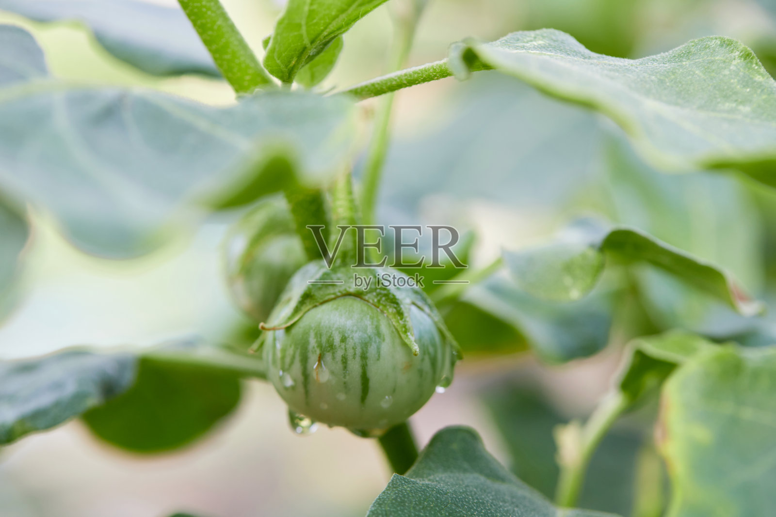 蔬菜园里的新鲜有机茄子照片摄影图片