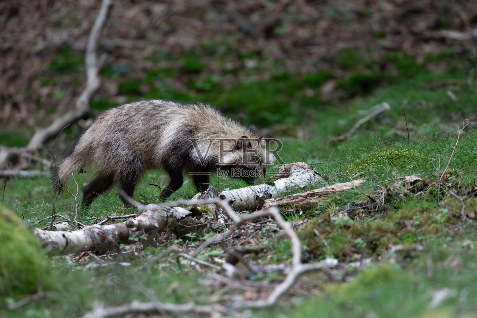 日本富士山附近的一只日本浣熊照片摄影图片