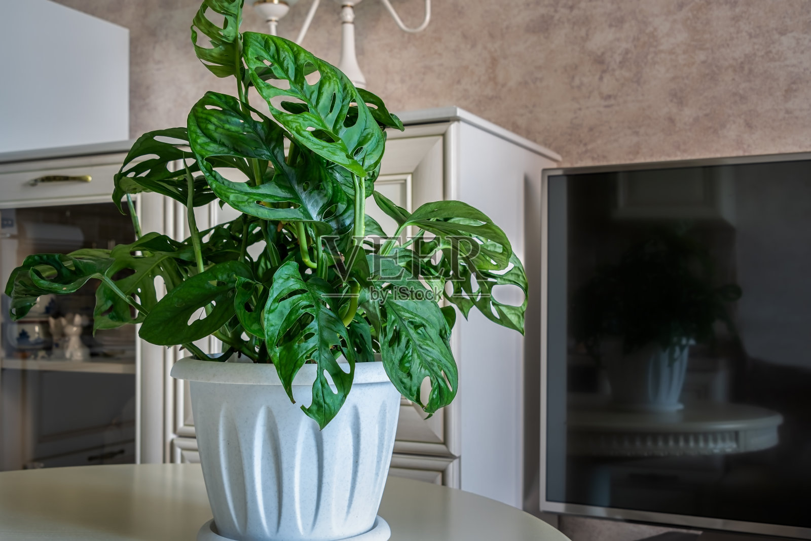 客厅桌子上的花盆里的室内植物怪物阿达索尼。照片摄影图片