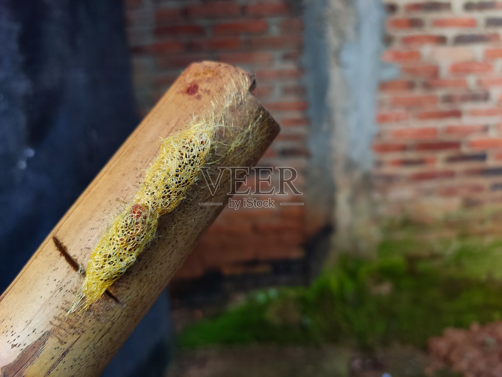 特写金蚕茧与复制空间的照片。适合设计元素，环境社交媒体内容，海报，演示背景，解释性内容等。照片摄影图片