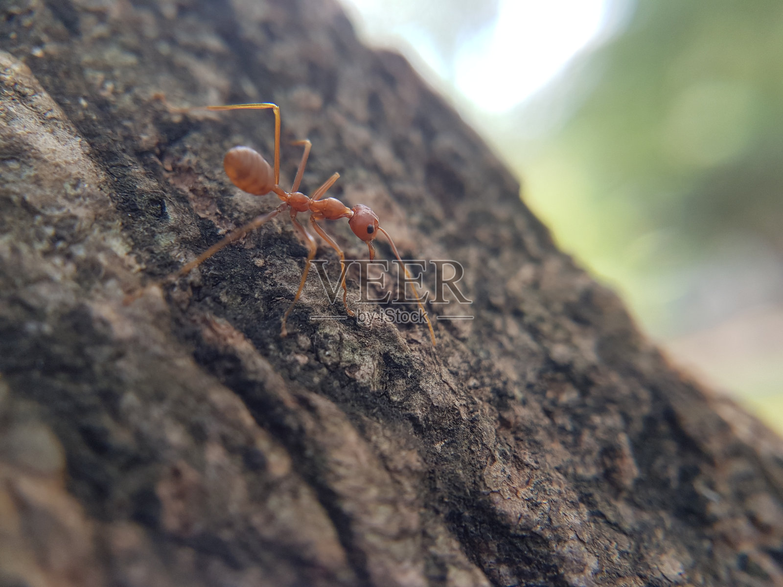 一些在一棵大树上的织蚁照片摄影图片
