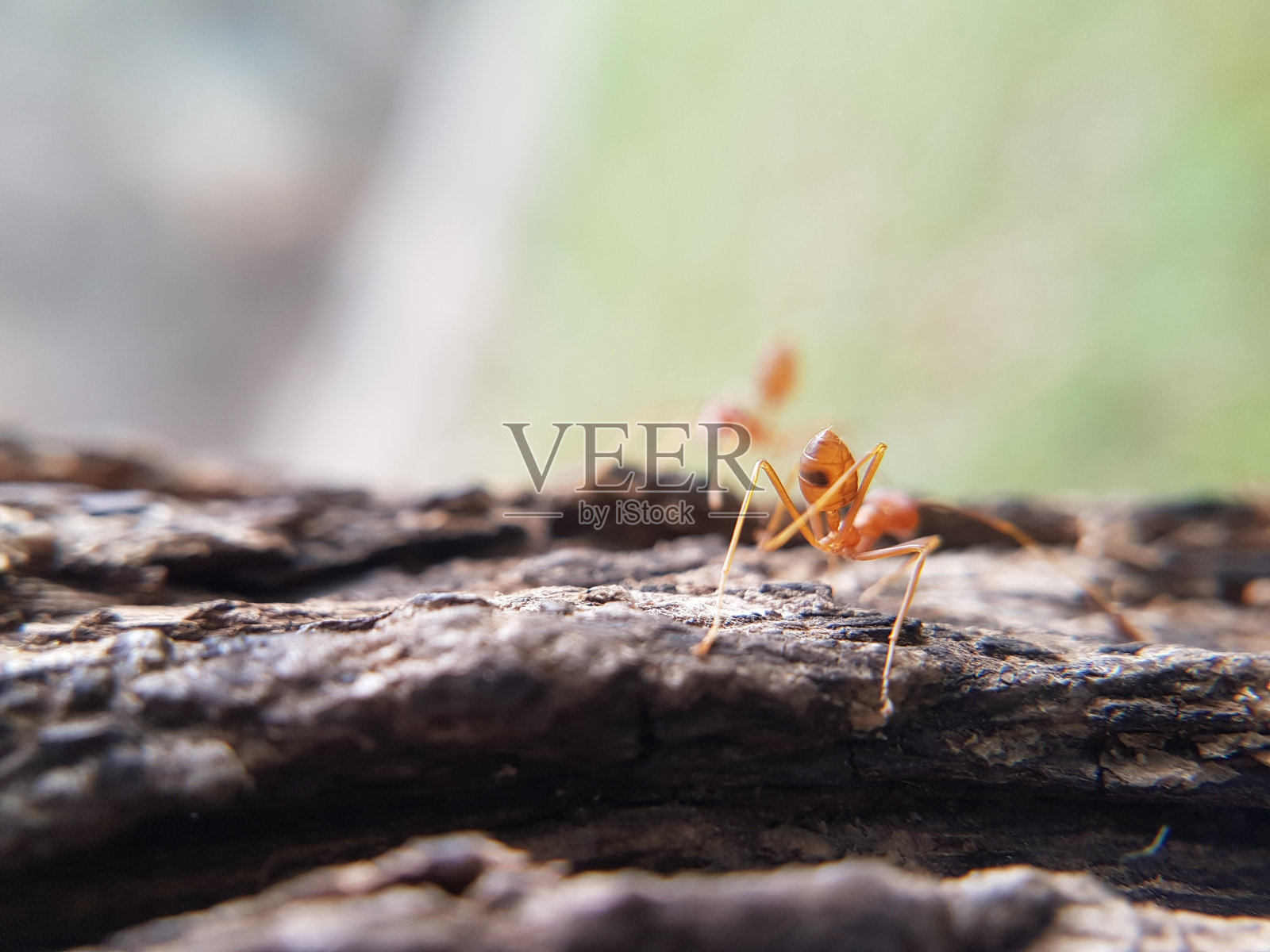 一些在一棵大树上的织蚁照片摄影图片