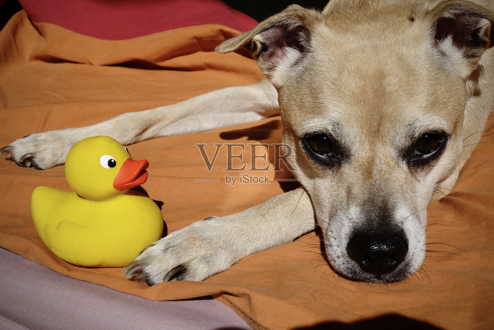 狗在床上照片摄影图片