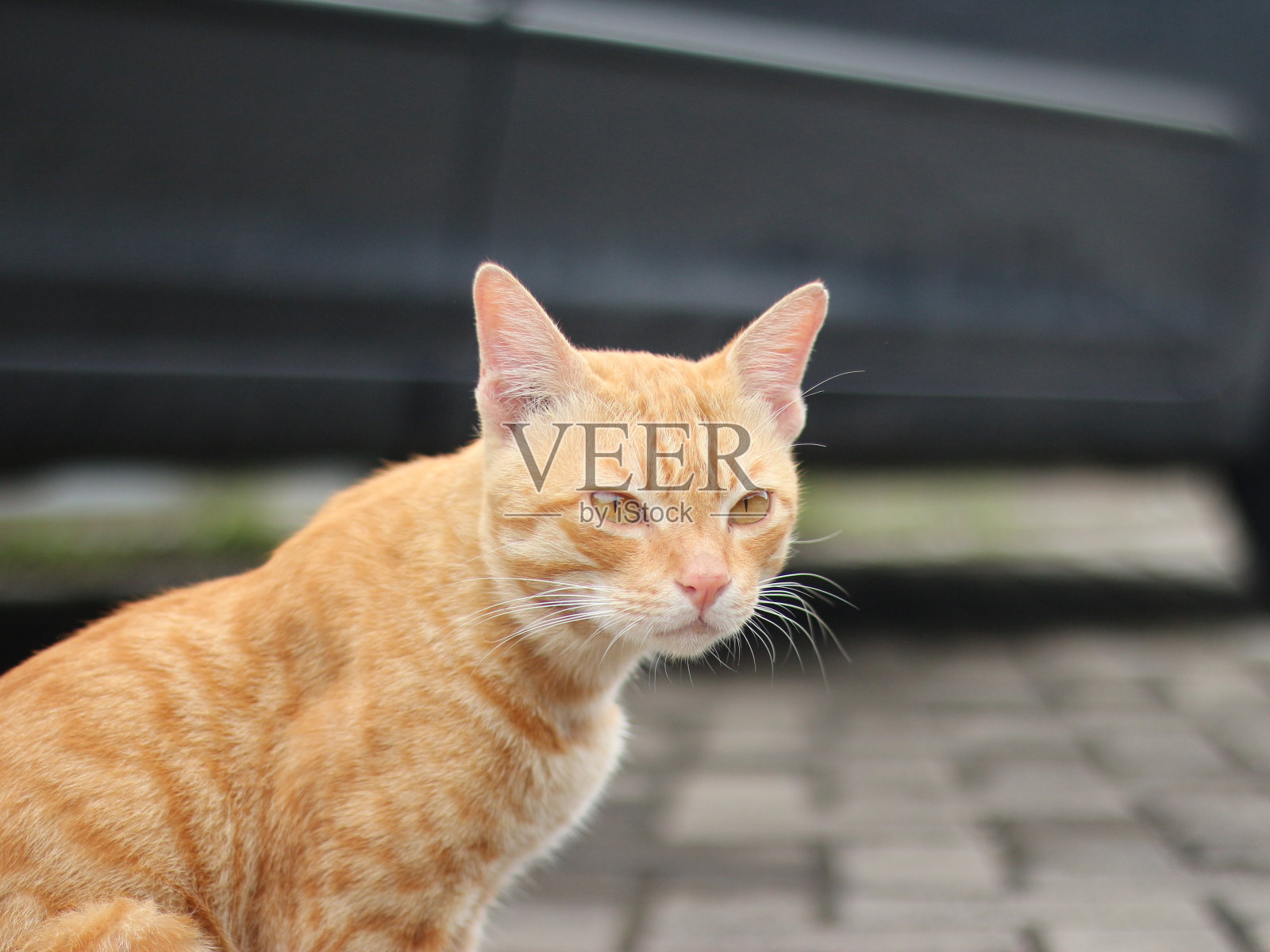 红虎斑猫正在看着猎物。照片摄影图片