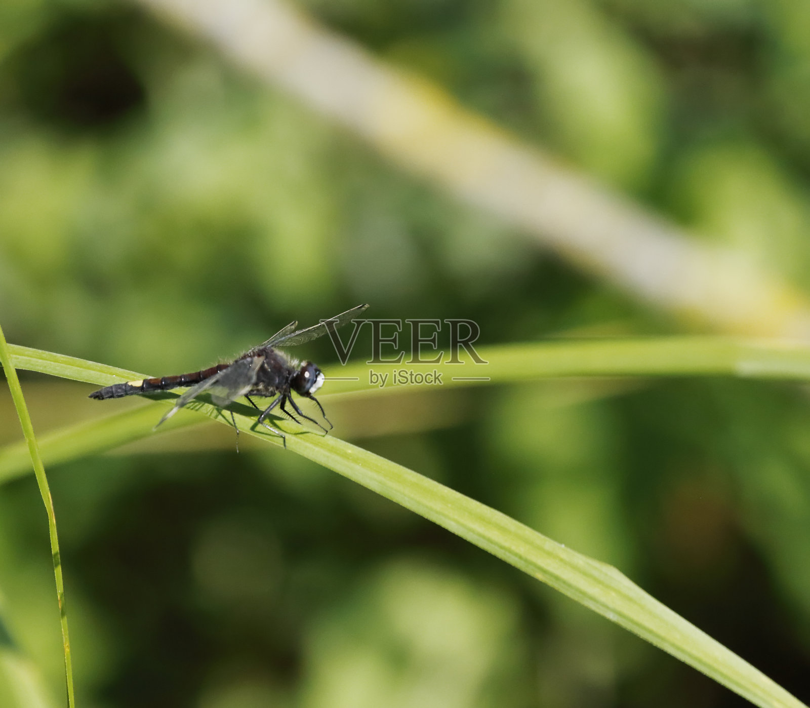 黄色斑点白面蜻蜓（Leucorrhinia pectoralis）雄性照片摄影图片