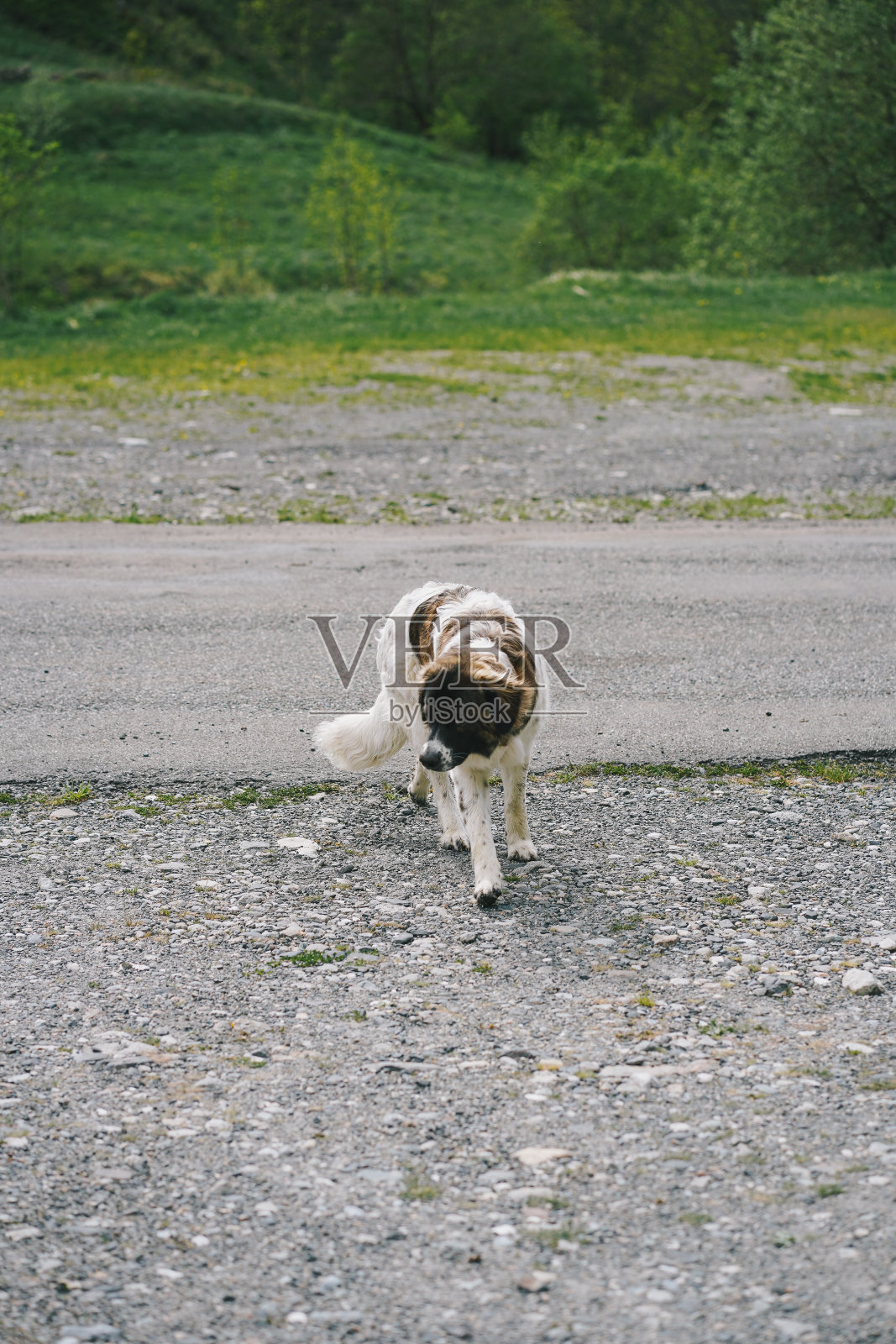 一条杂种狗走在乡间小路上照片摄影图片