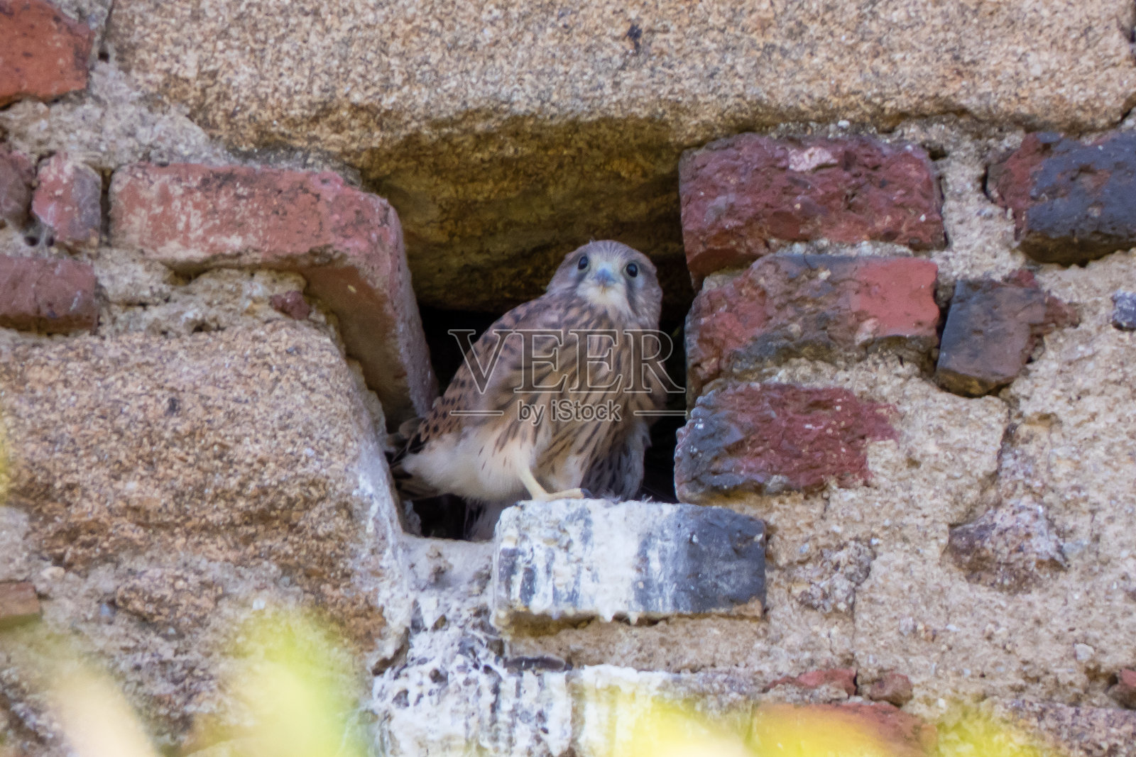 一只年轻的红隼在一堵旧墙的洞口，寻找并等待着它们的父母来到巢中喂养它们。照片摄影图片