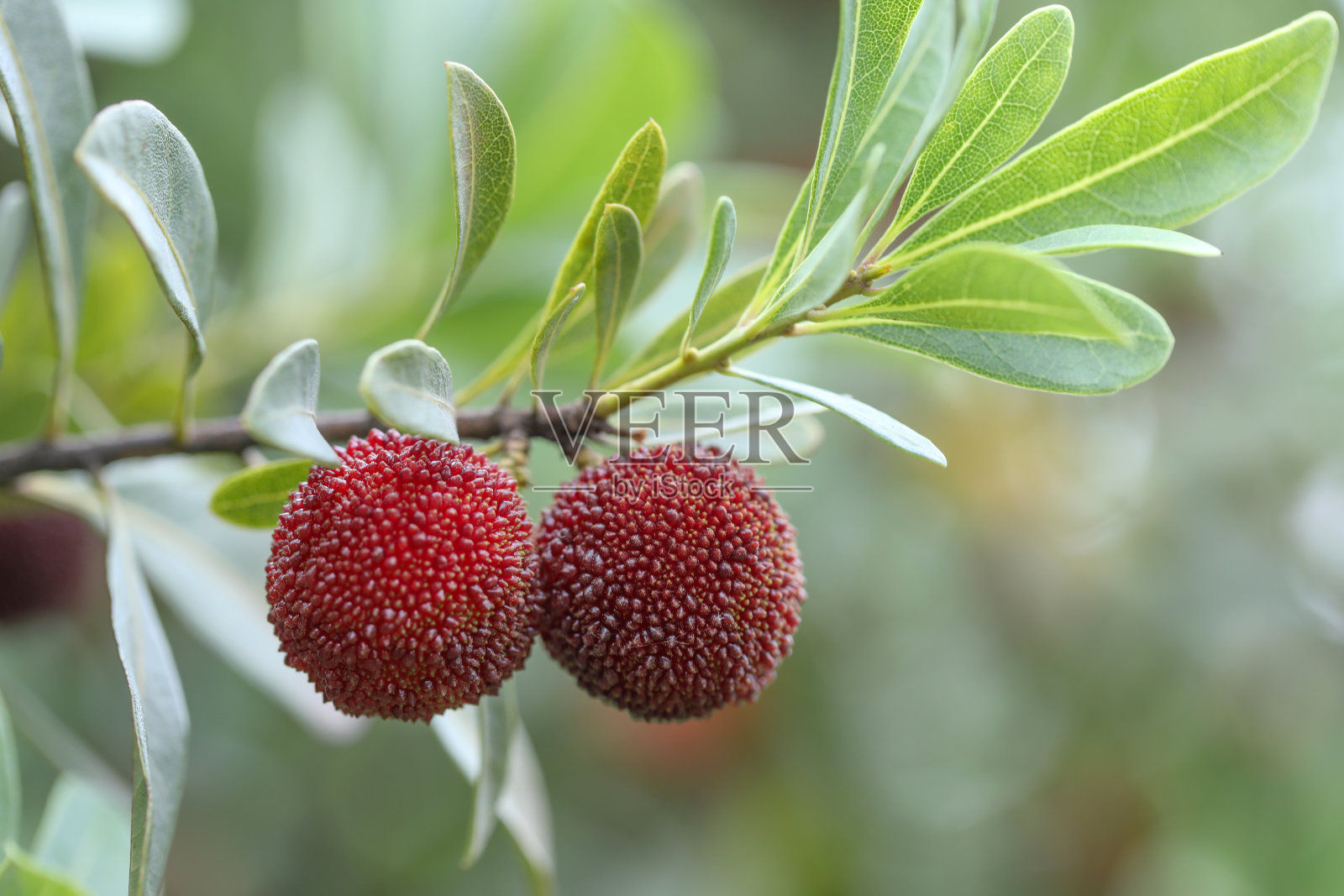自然背景上的杨梅照片摄影图片