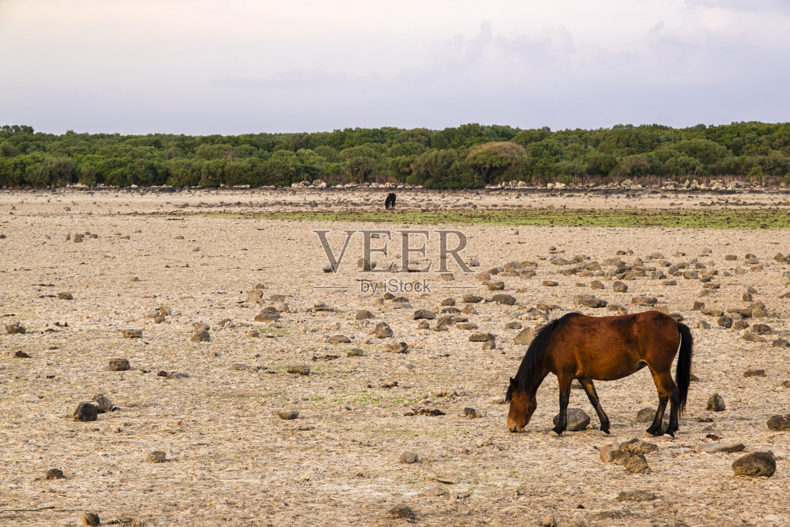意大利撒丁岛加拉公园的野马照片摄影图片