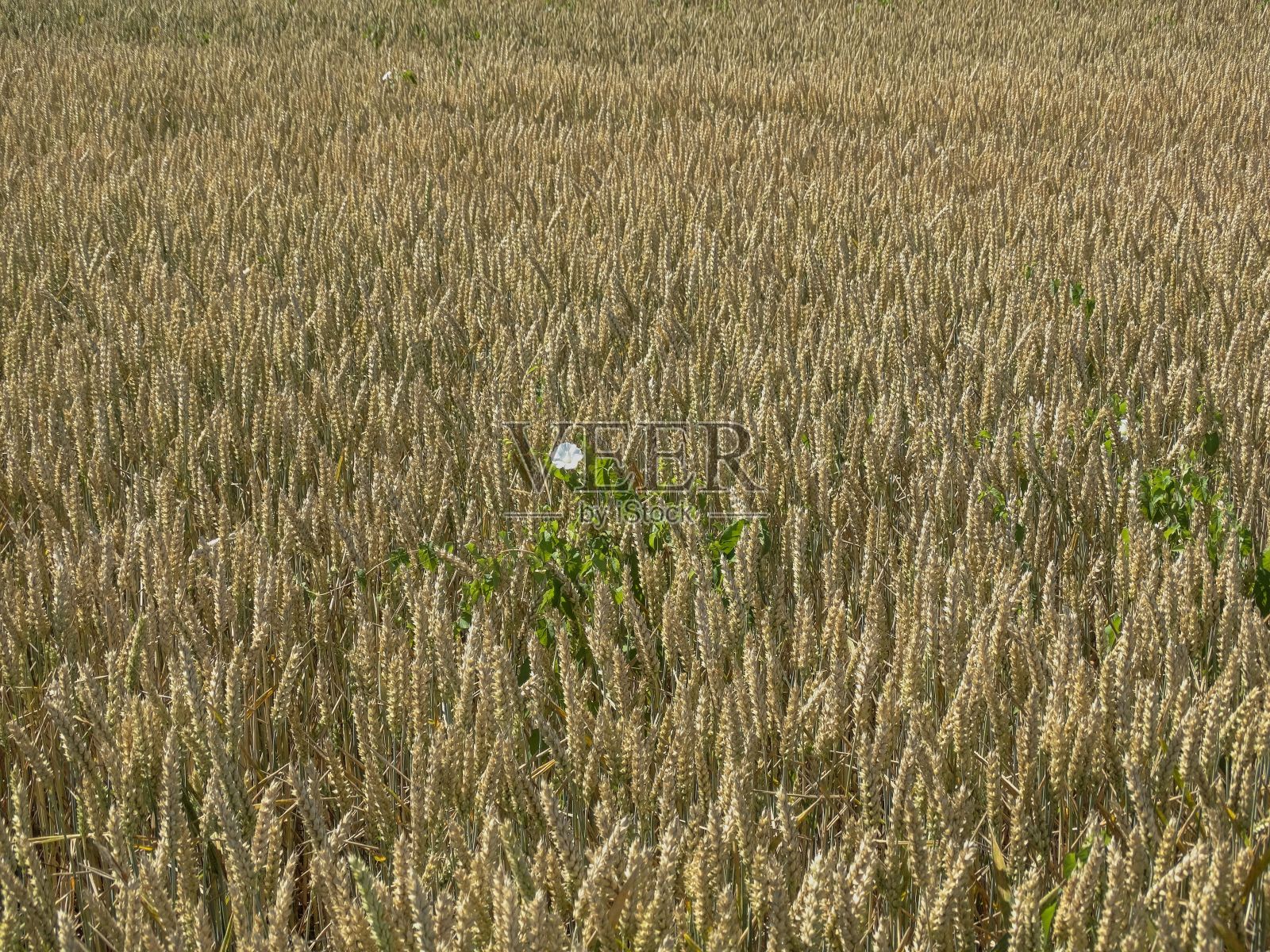 田野里金色玉米秆上的一朵白花照片摄影图片