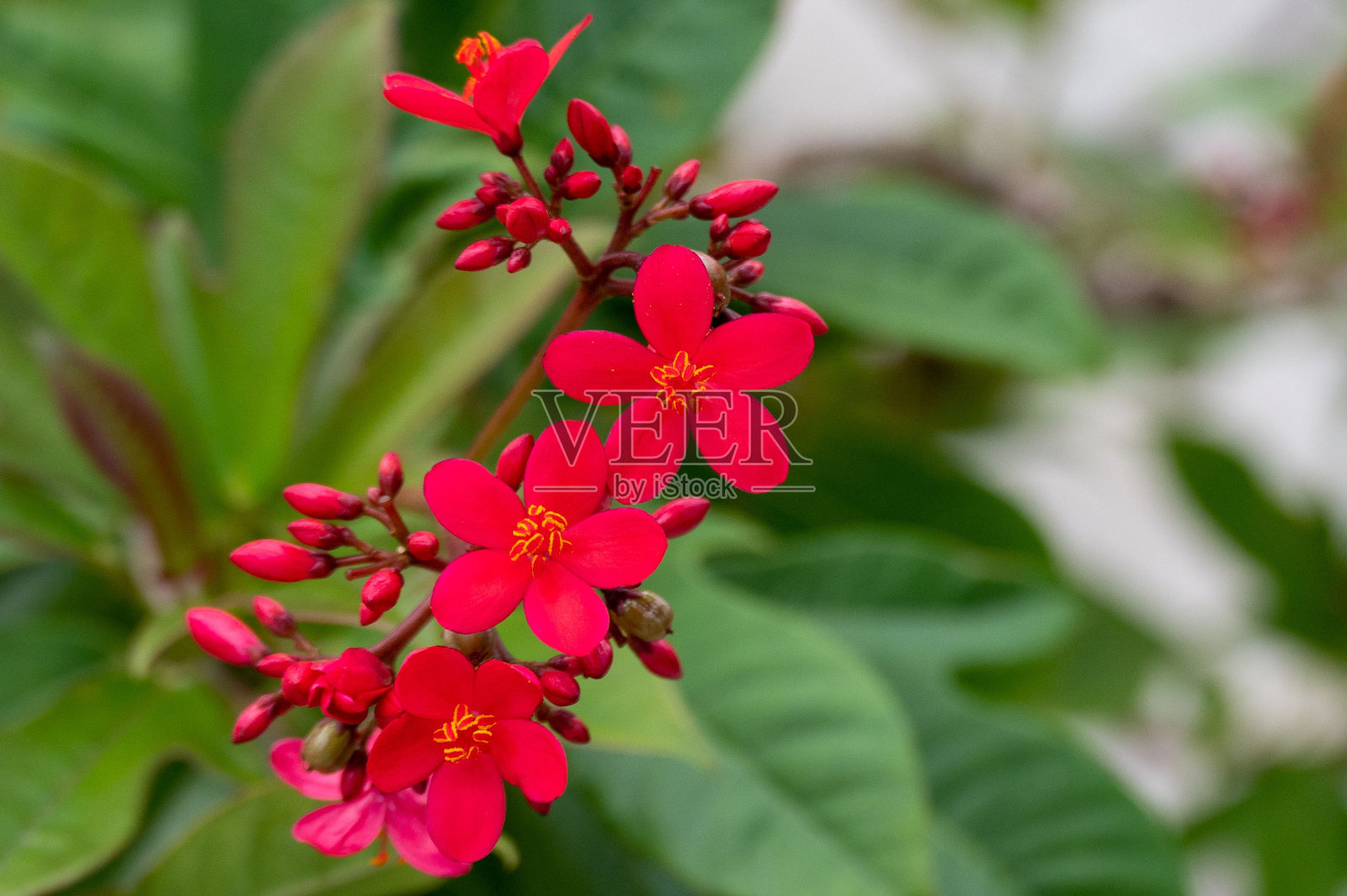 鲜艳的红花的特写镜头。照片摄影图片