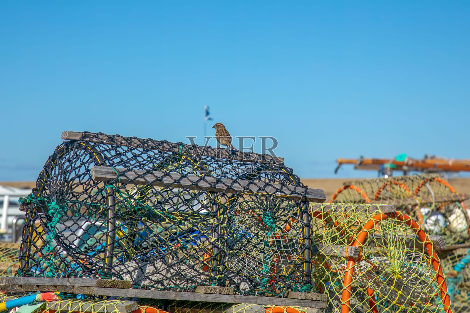 一只鸟栖息在龙虾锅上照片摄影图片