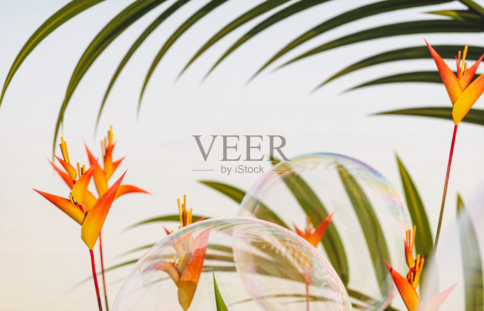 肥皂泡沫与热带植物在傍晚的天空背景。三维渲染照片摄影图片