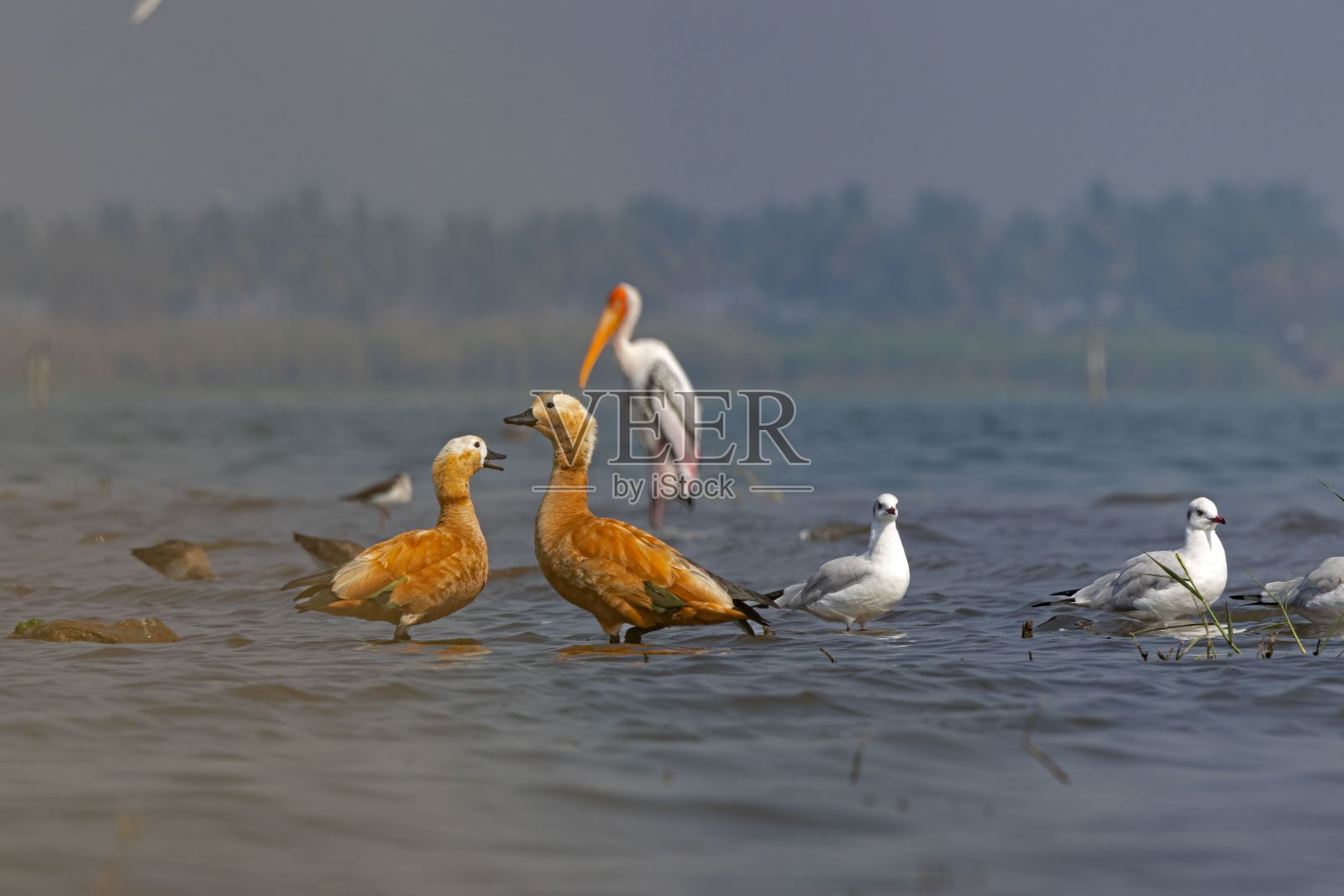 在一个阳光明媚的日子里，一群水鸟在池塘里的特写，背景模糊照片摄影图片