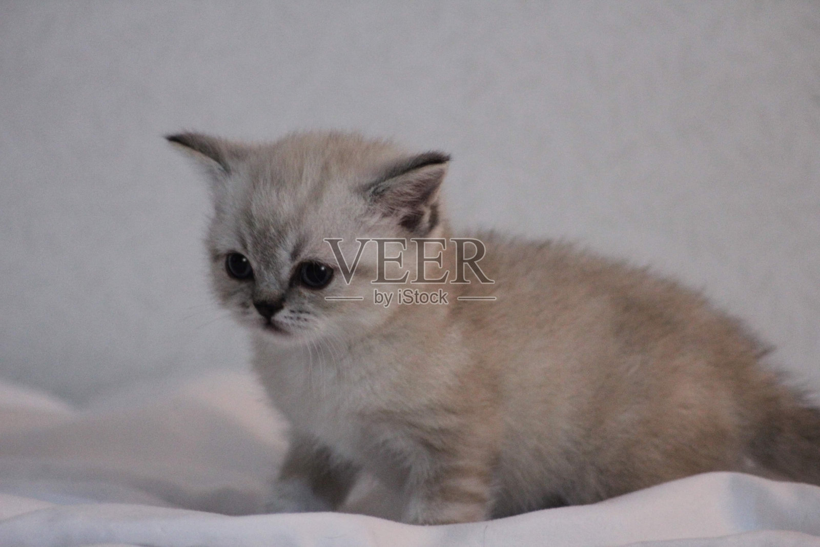 一只可爱的毛茸茸的英国短毛猫小猫照片摄影图片