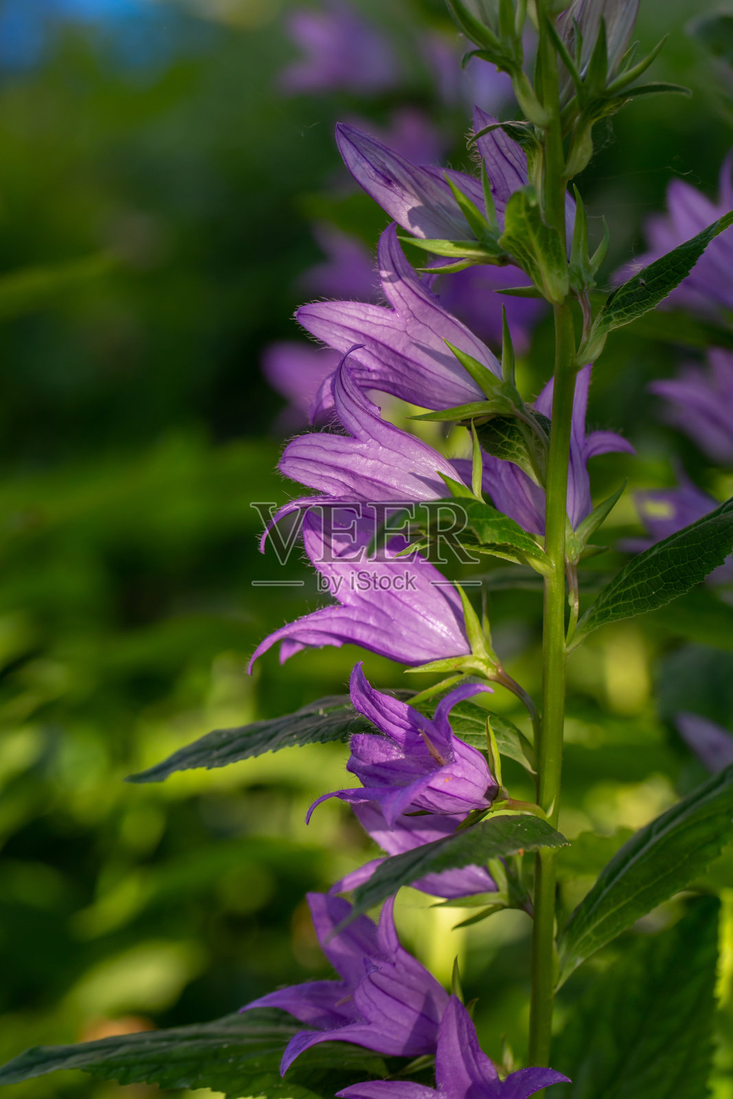 夏日花园中的大紫色风铃花微距摄影。照片摄影图片