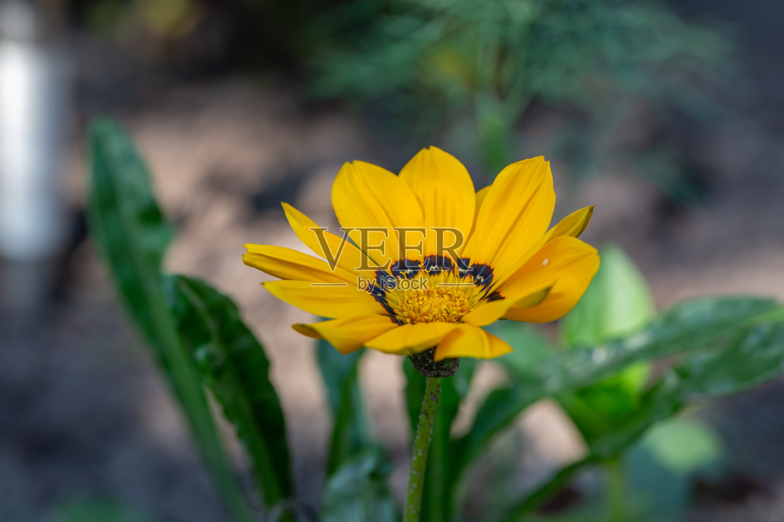 盛开的栀子花在夏日阳光明媚的日子微距摄影。照片摄影图片