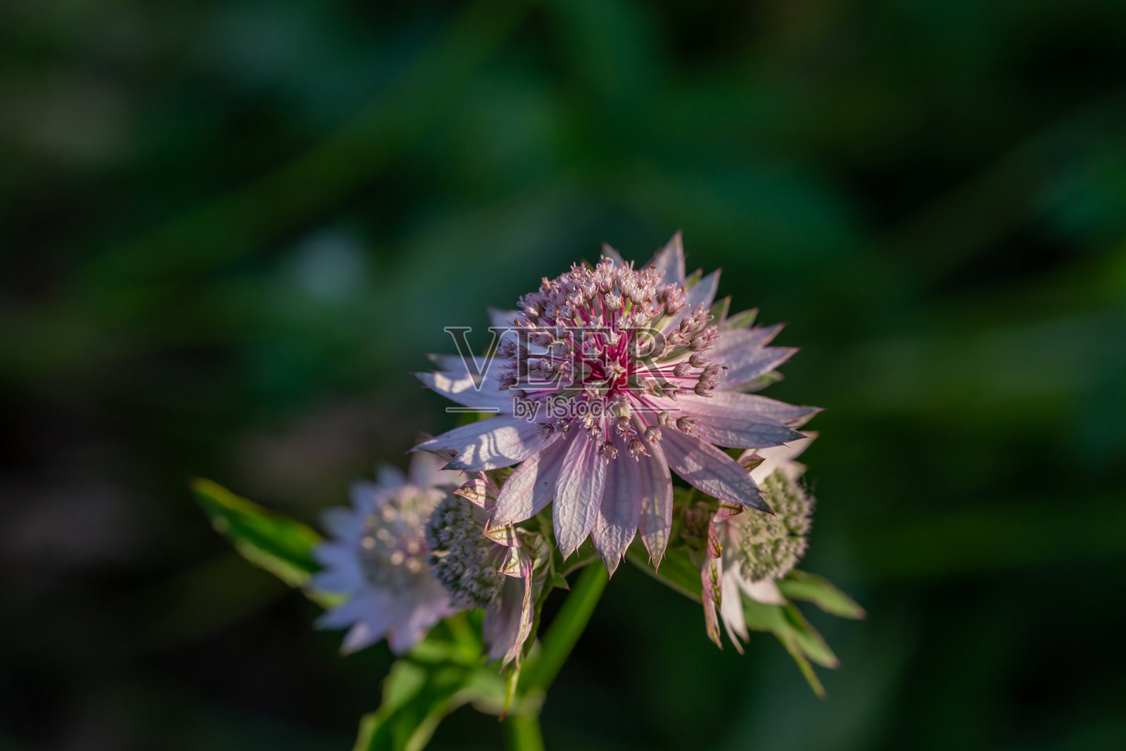 盛开的粉红色阿斯特兰花在绿色背景的特写照片在夏天。照片摄影图片