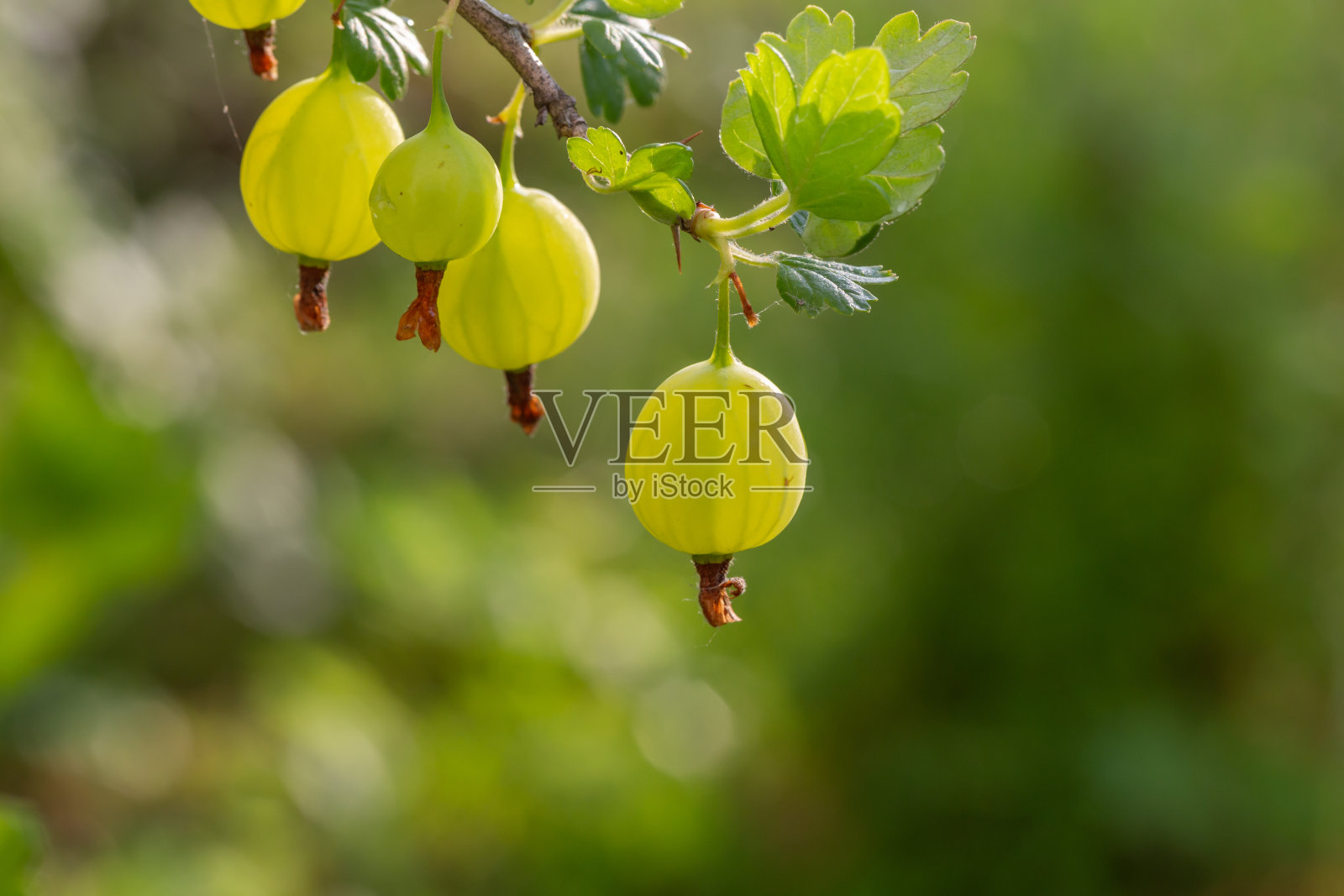 绿色背景微距摄影上的绿醋栗。照片摄影图片