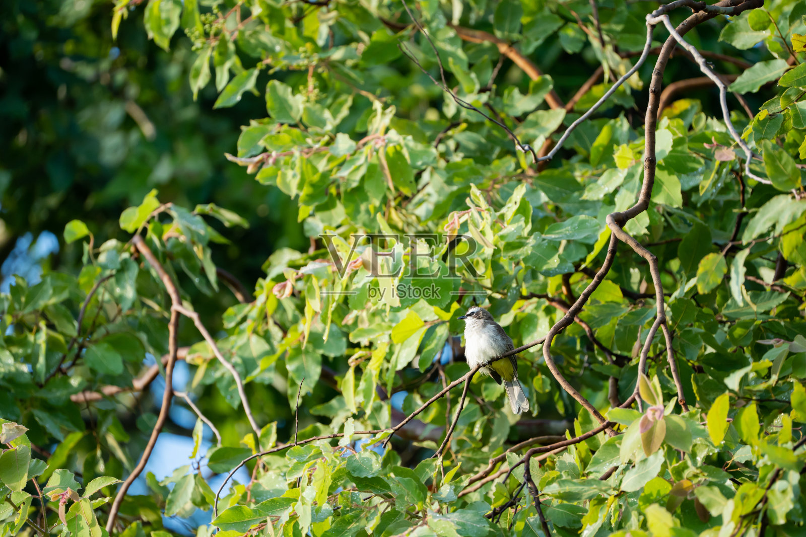 一个野生的黄色通风口球茎在树枝上向外看照片摄影图片