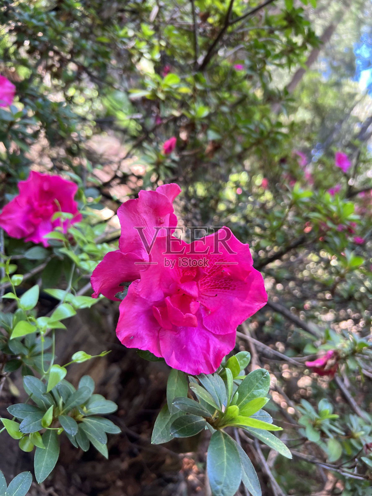 花-杜鹃花照片摄影图片