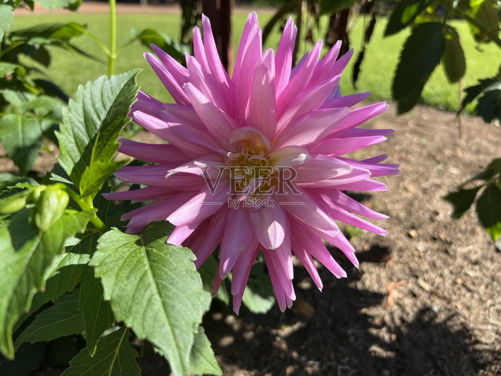 花-大丽花块茎照片摄影图片