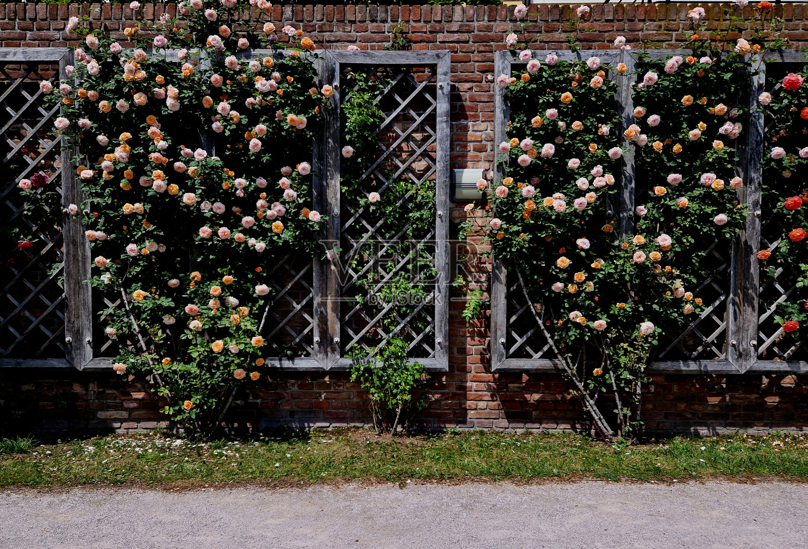 挡土墙和带有棚架和玫瑰的露台。屋顶花园上的矩形黄杨木修剪树篱。后院的意大利花园爬树紫藤，粉红色，白色，台阶，砖墙，格子照片摄影图片