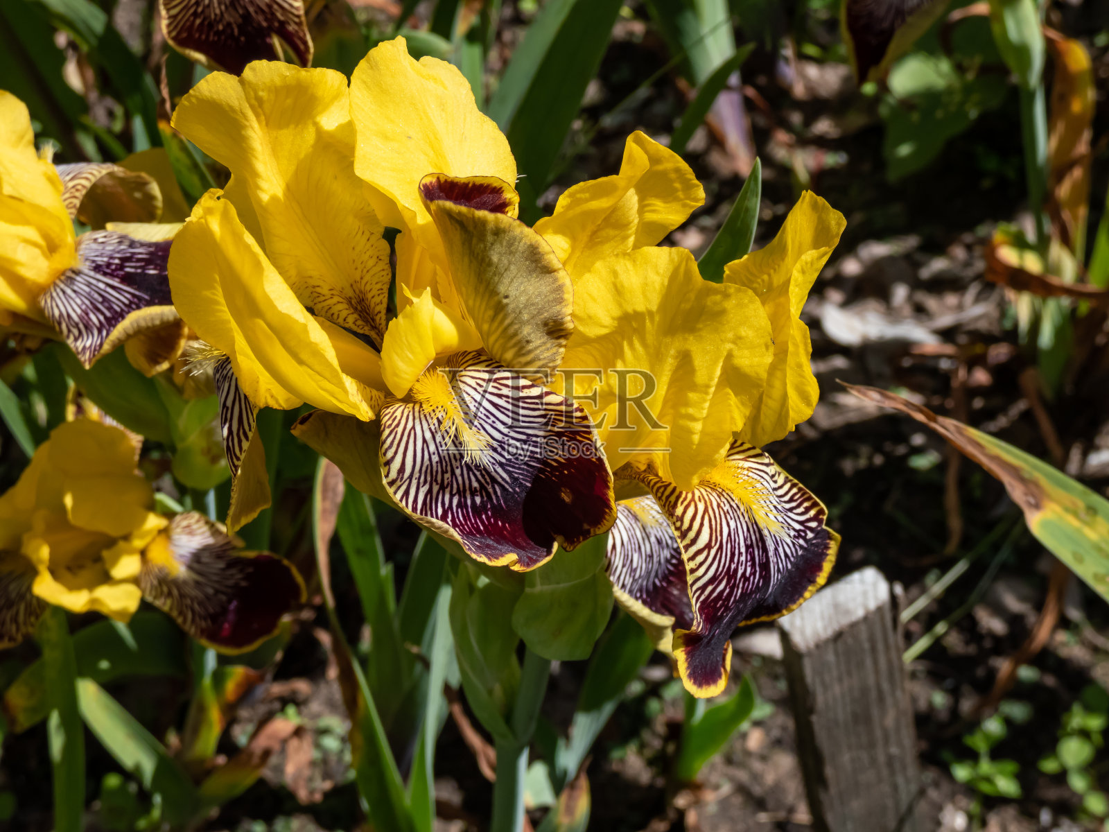 大胡子鸢尾(鸢尾×德国)的特写镜头“毛利国王”的标准-丰富的金黄色，瀑布-天鹅绒般的深红色边缘金照片摄影图片