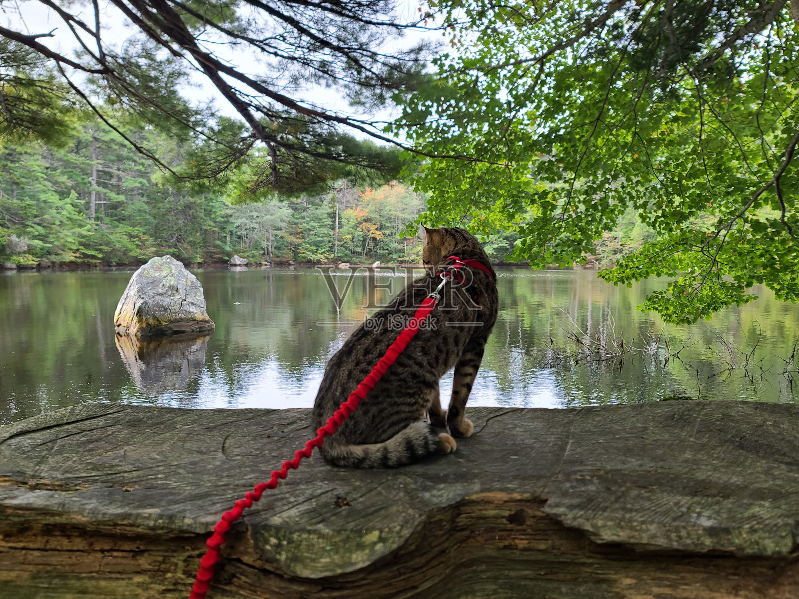 池塘边照片摄影图片