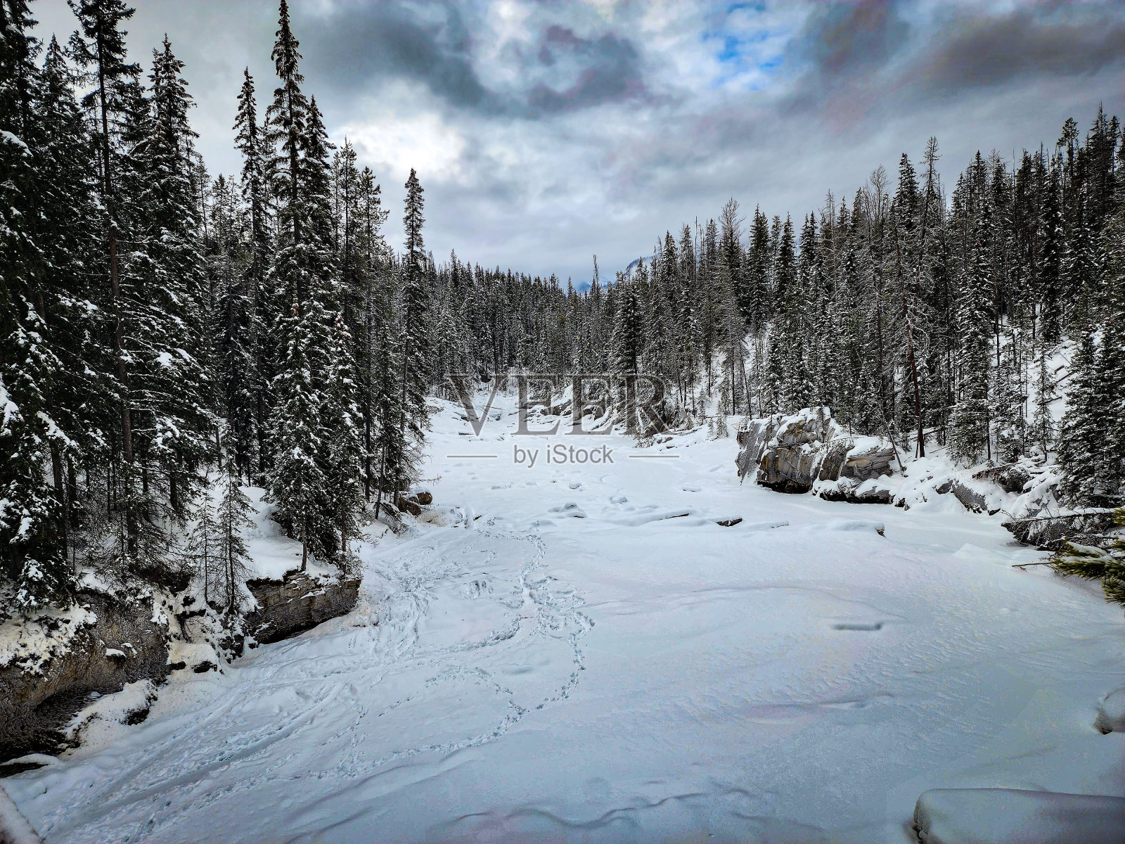 冬季景观，在原始的白雪覆盖的森林中，高大的冷杉树被白雪覆盖照片摄影图片