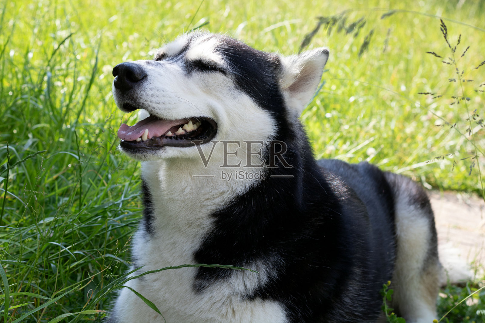 图西伯利亚哈士奇伸出舌头照片摄影图片