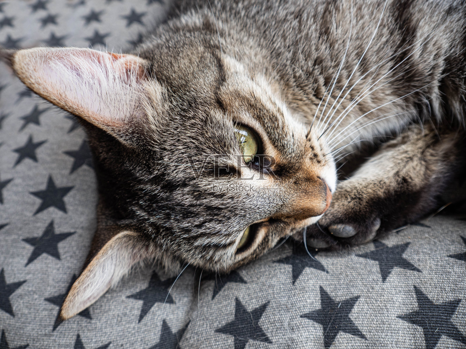 聪明的虎斑猫的脸照片摄影图片