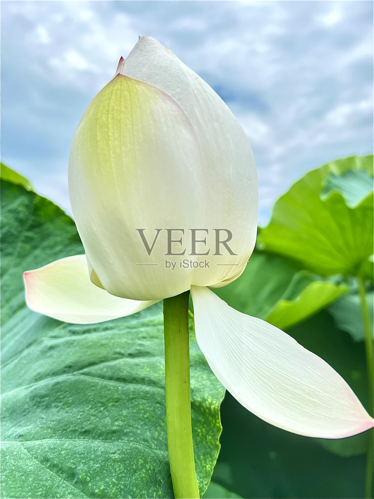 荷花芽绿叶背景照片摄影图片