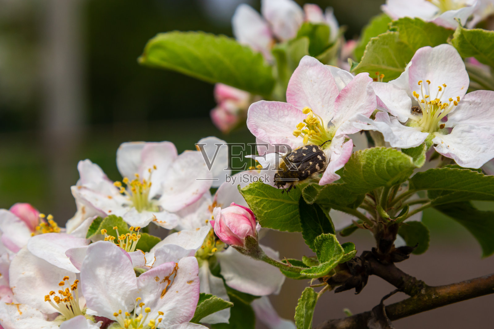 果园里的害虫hirta吃了一朵苹果花。春园农业照片摄影图片