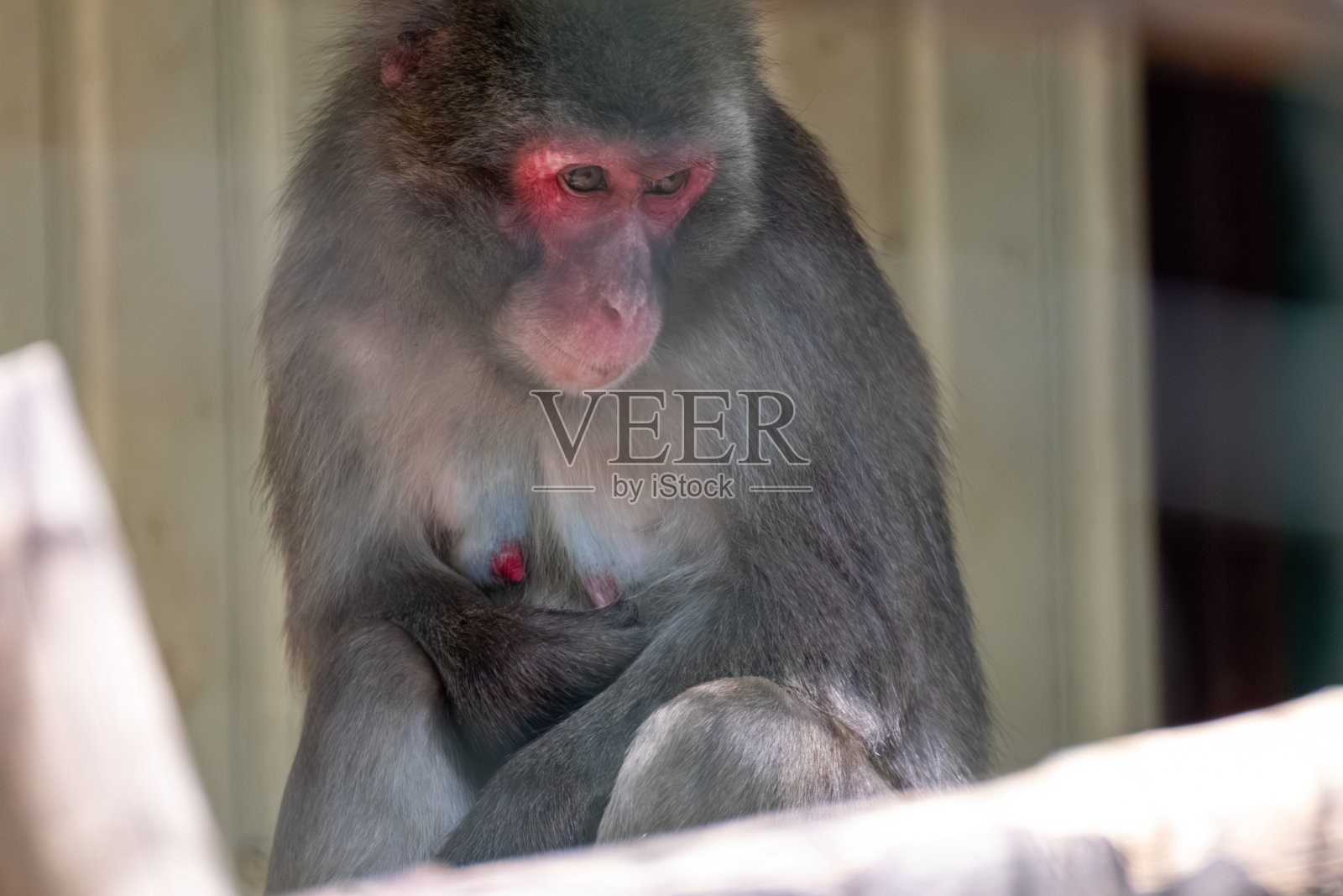 猕猴坐在动物园的鸟舍里照片摄影图片