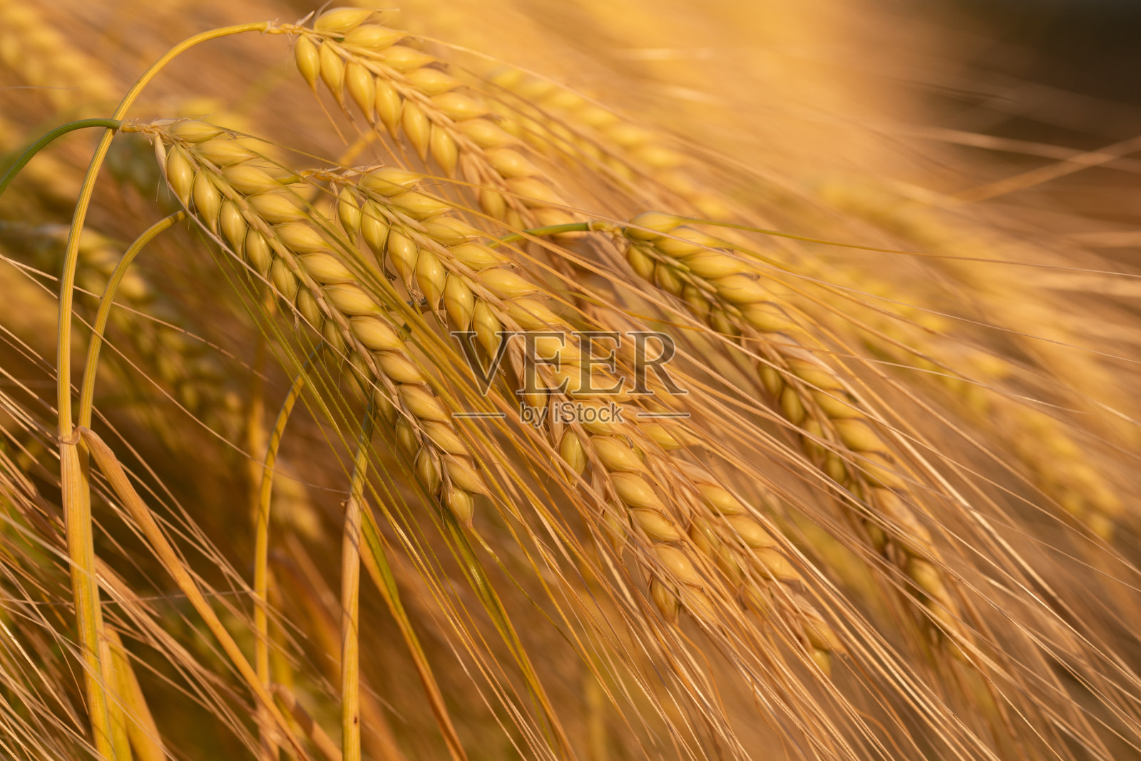 玉米穗在夕阳下闪闪发光。谷粒熟了。照片摄影图片